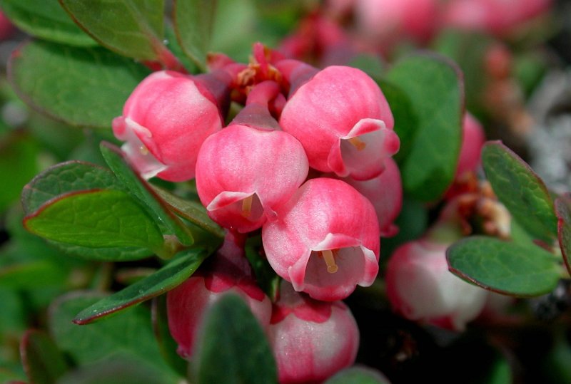 gronlandsblomst 006.JPG